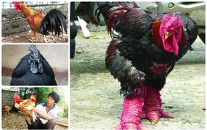 Điểm mặt 6 giống gà “đắt có tiếng” vẫn được ưa chuộng và săn lùng dịp Tết Nguyên đán Giáp Thìn 2024
