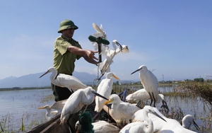 Mục sở thị cách “điểu tặc" giăng thiên la địa võng, phát loa to dẫn dụ tận diệt chim trời ở Thái Nguyên sau lũ- Ảnh 11.