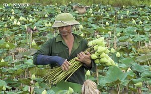 6 thách thức lớn của tín dụng lĩnh vực nông nghiệp, nông thôn - Ảnh 4.