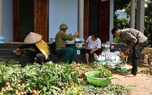 Dâu tây Sơn La - từ "chua chảy nước mắt" trở thành "món quà mong đợi" - Ảnh 9.