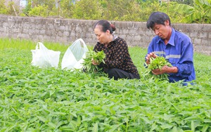 Biến rác thải thành nguồn sống cho cây trồng vì một nền nông nghiệp xanh nhìn từ Nghệ An - Ảnh 7.