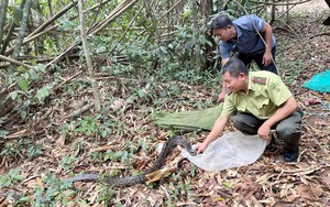 Cây thủy tùng vô sinh sắp tuyệt chủng, có trong sách Đỏ, chỉ mọc ở Đắk Lắk, hễ sễnh ra là bị trộm - Ảnh 11.