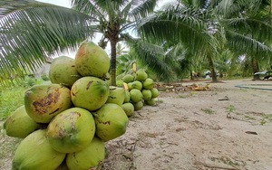 Huyện Vân Đồn Quảng Ninh đã bàn giao 5.500ha khu vực biển nuôi trồng thủy sản cho người dân - Ảnh 6.