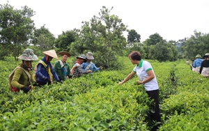 Nghi lễ "khởi sinh" trong Lễ hội trà Đường Hoa ở Quảng Ninh - Ảnh 10.