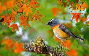 Người có ngày sinh Âm lịch này được Thần Tài đánh dấu, số mệnh giàu sang, gặp thử thách nhưng sẽ vượt qua - Ảnh 3.