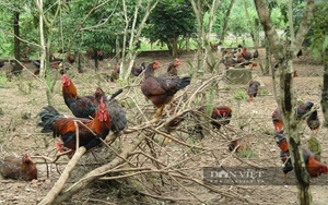 "Tuýt còi" tiêu chí "lạ" nhằm hạn chế nhà thầu tham gia đấu thầu tại Bình Định- Ảnh 5.