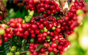 Vụ mùa đang thu hoạch của Việt Nam gây áp lực cho giá Robusta - Ảnh 7.