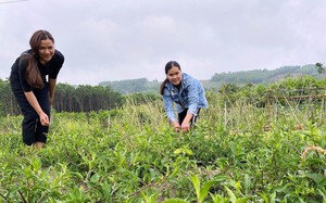 Quảng Nam: Doanh thu bình quân của mỗi hợp tác xã đạt hơn 3 tỷ đồng/năm- Ảnh 9.