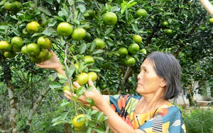 Nam Định: Liều vay vốn Quỹ Hỗ trợ nông dân nuôi ốc nhồi, bắt lên toàn con to bự thế này đây - Ảnh 6.