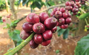 Vụ mùa đang thu hoạch của Việt Nam gây áp lực cho giá Robusta - Ảnh 6.