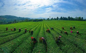 Video: Hội Nông dân Việt Nam hỗ trợ tỉnh Lào Cai 1,18 tỷ đồng khắc phục hậu quả bão số 3- Ảnh 4.