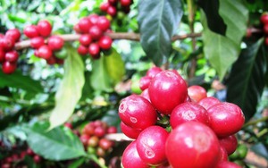 Vụ mùa đang thu hoạch của Việt Nam gây áp lực cho giá Robusta - Ảnh 5.