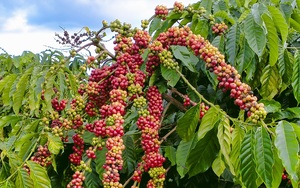 Giá cà phê Robusta 'xanh' trở lại sau 3 phiên giảm mạnh liên tiếp - Ảnh 5.