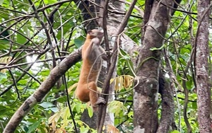 Hục hồi hàng trăm nghìn héc ta rừng sau bão ở Quảng Ninh bằng cách nào, không dễ trả lời- Ảnh 8.