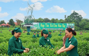 Vì đâu tiền có, chính sách có mà HTX ở Long An “đói” vốn ưu đãi? - Ảnh 8.