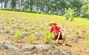 Nhiều điểm sạt lở tiềm ẩn nguy hiểm ở kon tum- Ảnh 5.