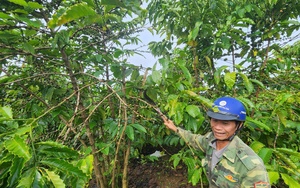 Giá cà phê cao kỷ lục, một nông dân Đắk Lắk bàng hoàng phát hiện vườn cà phê bị chặt cụt lủn - Ảnh 3.