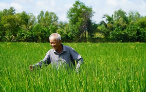 Duyên hải Nam Trung Bộ có năng suất lúa cao hơn 2 vùng lân cận - Ảnh 5.