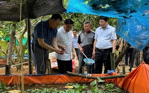 Nam Định: Liều vay vốn Quỹ Hỗ trợ nông dân nuôi ốc nhồi, bắt lên toàn con to bự thế này đây - Ảnh 5.