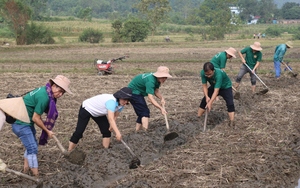 Chuối xuất khẩu vùng cao Lào Cai được giá, nông dân mừng quá - Ảnh 3.