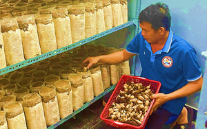 Mô hình du lịch cộng đồng ở Phú Yên hoạt động ra sao, nông dân có tăng thu nhập, làng có đẹp lên? - Ảnh 4.