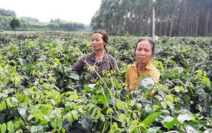 Trả lương hưu không dùng tiền mặt ở Bắc Giang, lãnh đạo tỉnh yêu cầu không ép buộc, không áp dụng máy móc - Ảnh 5.