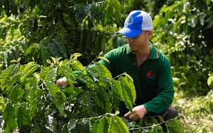 'Ông lớn' gạo Vinafood 2 đã thoát lỗ, dự lãi hàng chục tỷ đồng trong năm nay - Ảnh 3.