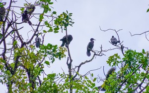 Ở Trà Vinh, trái cây từ trái nhỏ, trái to, trái cứng, trái mềm đều tăng giá tốt, bán là trúng - Ảnh 2.