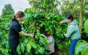 Đắk Lắk: Trên 1.000 công trình, phần việc được triển khai chào mừng 120 năm Ngày thành lập tỉnh - Ảnh 9.