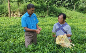 Hỗ trợ giống, phân bón giúp bà con vùng lũ Bảo Yên (Lào Cai) khôi phục sản xuất - Ảnh 5.