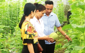 Nhà nông còn gì sau thiên tai (Kỳ 3): Chuyện cây dâu sau lũ - Ảnh 3.