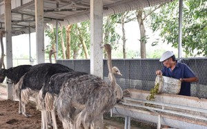 Trồng tre tứ quý mọc măng non liên tù tì, đôi vợ chồng nông dân Bình Thuận thu tiền quanh năm - Ảnh 7.