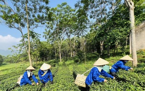 Chủ tịch Ủy ban MTTQ Việt Nam huyện được bầu làm Phó Chủ tịch Hội Nông dân tỉnh Bình Thuận - Ảnh 4.