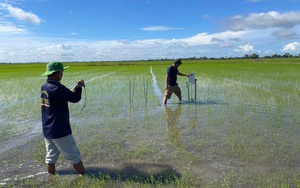 100 tổ hợp tác của nông dân An Giang tham gia Đề án 1 triệu ha chuyên canh lúa chất lượng cao   - Ảnh 4.