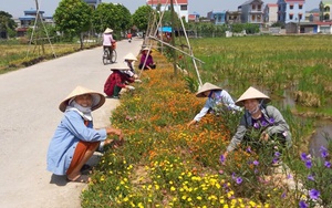 Mới đạt 2/9 tiêu chí, huyện Bình Sơn của tỉnh Quảng Ngãi khó về đích nông thôn mới năm 2024 - Ảnh 11.