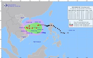 Hàng chục nhà tốc mái, gần 1.000 cây xanh ngã đổ tại Đà Nẵng sau bão Trà Mi- Ảnh 4.