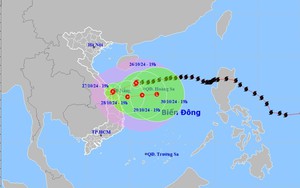 Hàng chục nhà tốc mái, gần 1.000 cây xanh ngã đổ tại Đà Nẵng sau bão Trà Mi- Ảnh 3.