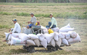 Việt Nam trúng 83.500 tấn trong gói thầu mua 500.000 tấn gạo của Indonesia - Ảnh 3.