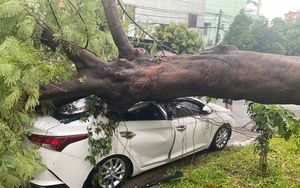 Cây phượng bật gốc ở trường tiểu học quận 12 đè ô tô, nhà trường nói “sự cố mưa gió" - Ảnh 4.