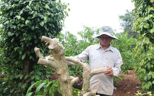 Quảng Nam: Thành phố Tam Kỳ, từ hoàn thành xây dựng nông thôn mới tới phấn đấu đô thị loại I - Ảnh 12.