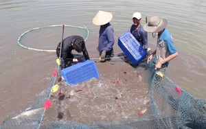 Nguồn vốn Quỹ Hỗ trợ nông dân tạo sức bật giúp nhà nông Thanh Hóa phát triển kinh tế - Ảnh 2.