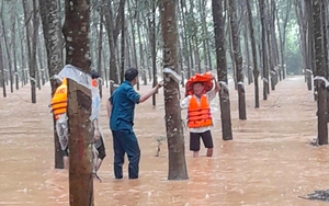 Trồng thứ cây tỏa mùi hương khắp núi rừng, nông dân Lạng Sơn thu 1.700 tỷ đồng - Ảnh 9.