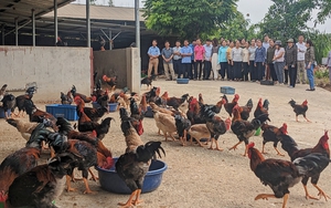 Nguồn vốn Quỹ Hỗ trợ nông dân tạo sức bật giúp nhà nông Thanh Hóa phát triển kinh tế - Ảnh 3.