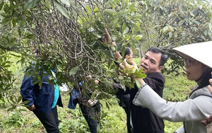 Thu hút đầu tư nông nghiệp công nghệ cao tại Tây Nguyên: Doanh nghiệp cần quy hoạch đồng bộ, thông suốt- Ảnh 7.