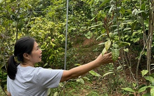 Xã nông thôn mới kiểu mẫu đất Sóc Sơn, đường hoa đẹp như phim, dân lướt mạng thả ga, tốc độ cao - Ảnh 5.