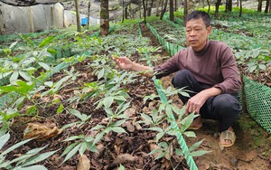 Tập đoàn Phúc Sinh nhận khoản tài trợ không hoàn lại lớn nhất từ Quỹ Khí hậu và Phát triển Hà Lan  - Ảnh 6.