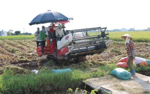 Hội Nông dân Thái Bình hỗ trợ xây dựng hơn 300 mô hình tích tụ ruộng rất, hỗ trợ 1.500 tấn phân bón trả chậm - Ảnh 4.