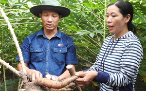 Nuôi gà đặc sản dưới tán cây trà hoa vàng, tưởng liều, ai ngờ nông dân Quảng Ninh lãi gấp đôi - Ảnh 6.