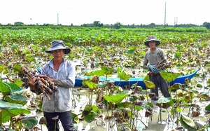 Nông dân sản xuất, kinh doanh giỏi ở Thanh Hóa, cách làm hay, mô hình mới, xuất hiện nhiều tỷ phú - Ảnh 5.