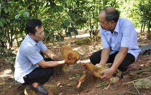 Thái Nguyên kiện toàn Quỹ Hỗ trợ nông dân để phát huy hiệu quả nguồn vốn vay - Ảnh 9.